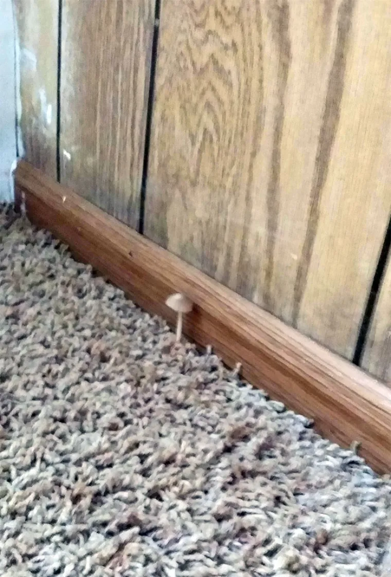 Govorio sam mu da se zid vlaži, nije mi vjerovao. Sad imam novog prijatelja...