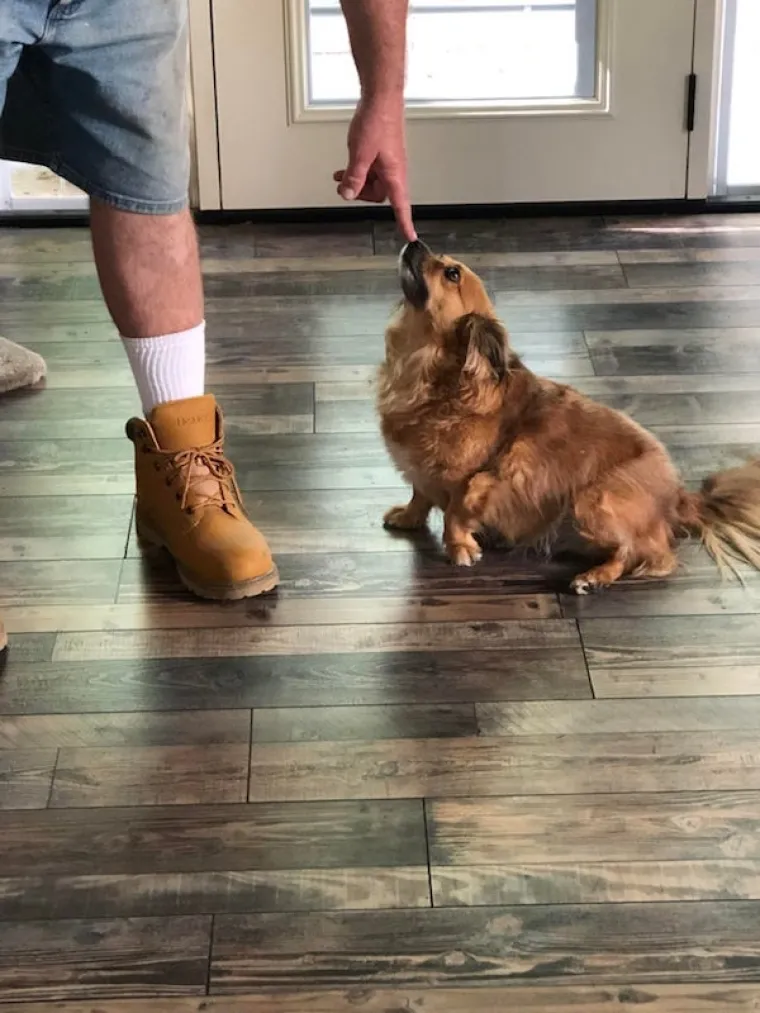 TE&Scaron;KO DA ĆE VAS IJEDAN ČOVJEK OVAKO GLEDATI: Psi uhvaćeni u emotivnim iskazima ljubavi prava su doza slatkoće