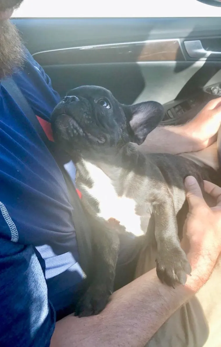 TE&Scaron;KO DA ĆE VAS IJEDAN ČOVJEK OVAKO GLEDATI: Psi uhvaćeni u emotivnim iskazima ljubavi prava su doza slatkoće