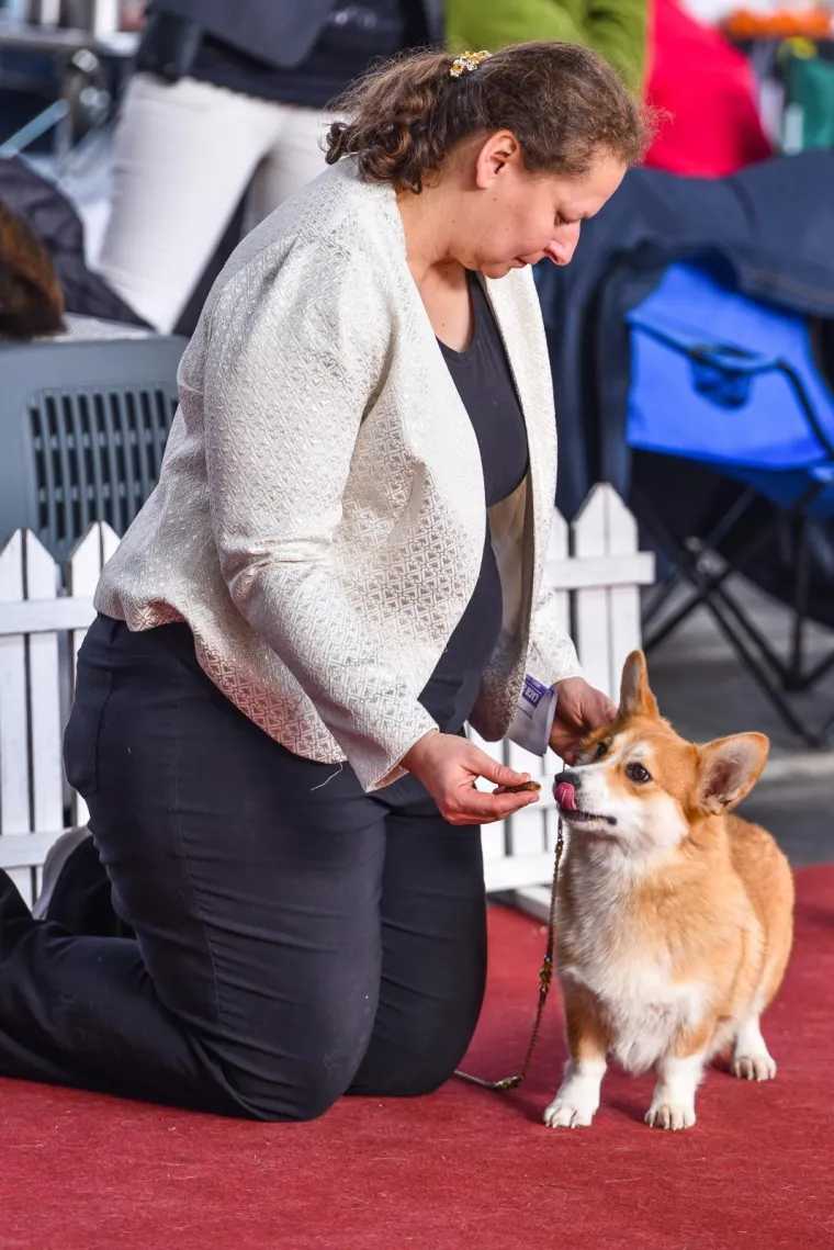 Međunarodna izložba pasa CACIB Zagreb 2019. održala se na Zagrebačkom velesajmu.