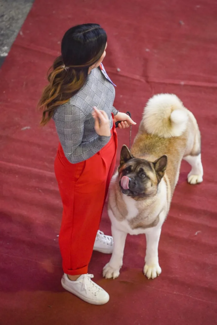 NA VELESAJMU ODRŽANA MEĐUNARODNA IZLOŽBA PASA: Ovo su slatki natjecatelji