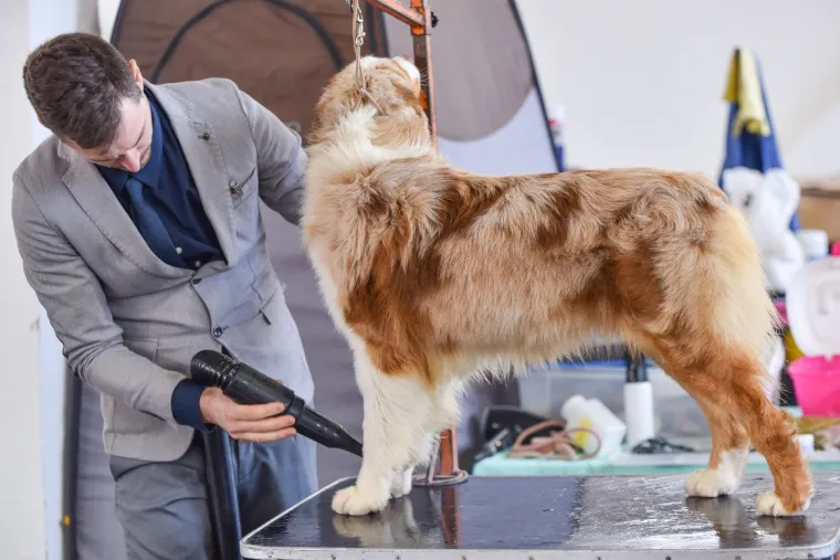 NA VELESAJMU ODRŽANA MEĐUNARODNA IZLOŽBA PASA: Ovo su slatki natjecatelji