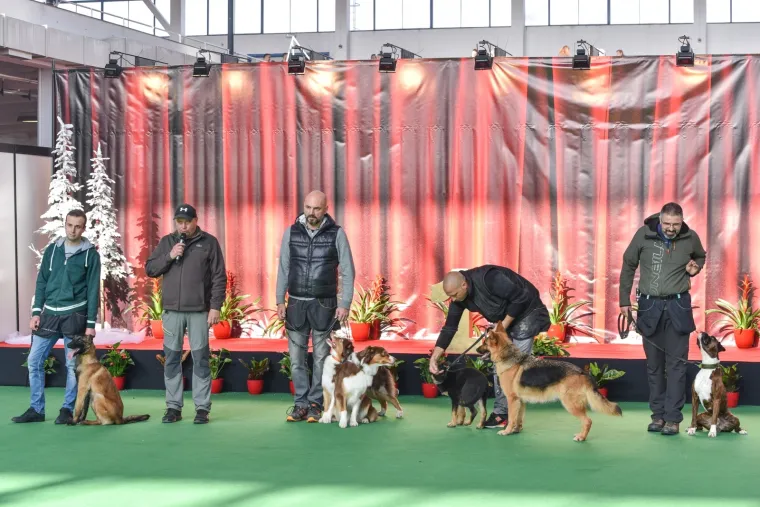 NA VELESAJMU ODRŽANA MEĐUNARODNA IZLOŽBA PASA: Ovo su slatki natjecatelji