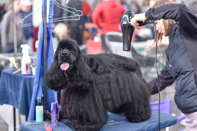 NA VELESAJMU ODRŽANA MEĐUNARODNA IZLOŽBA PASA: Ovo su slatki natjecatelji