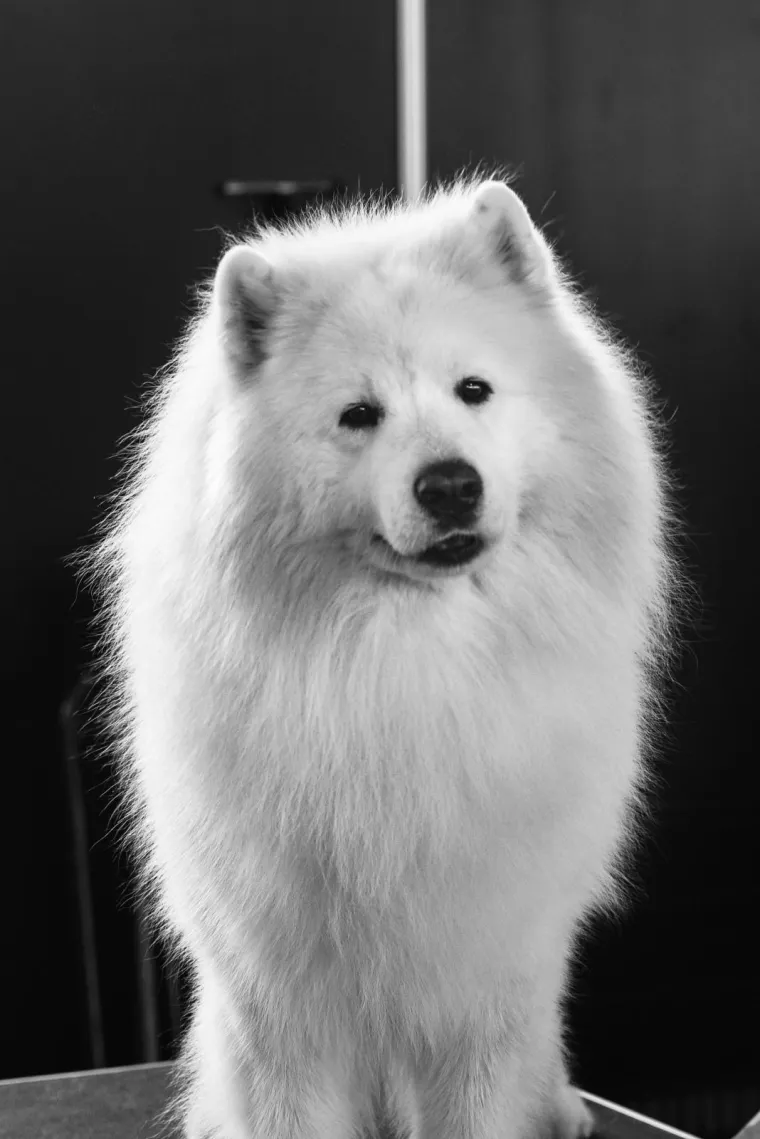 NA VELESAJMU ODRŽANA MEĐUNARODNA IZLOŽBA PASA: Ovo su slatki natjecatelji