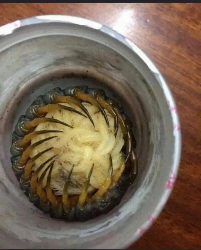 Mama stonoga čuva bebe