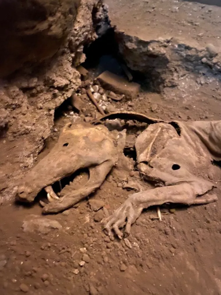 KAKAV &Scaron;OK! E, OVO SE ZOVE IZNENAĐENJE: Ono &scaron;to ih je dočekalo u kući nisu očekivali ni u najluđim snovima