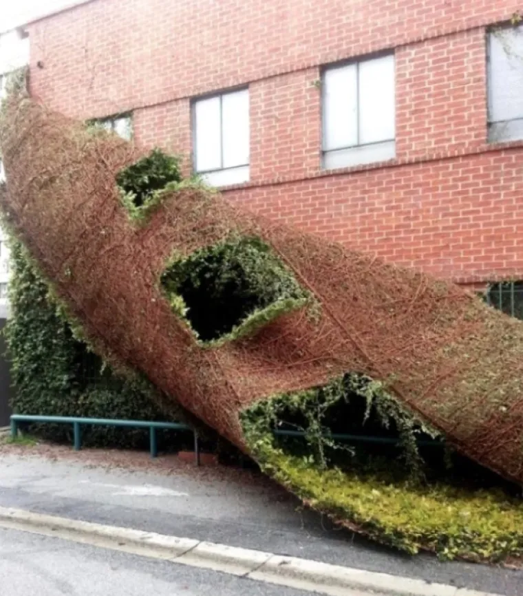 Naličje zelenog zida