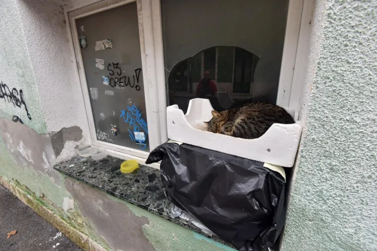 Omiljena mačka lutalica dobila poseban smje&scaron;taj za hladne zimske dane. I sviđa joj se!