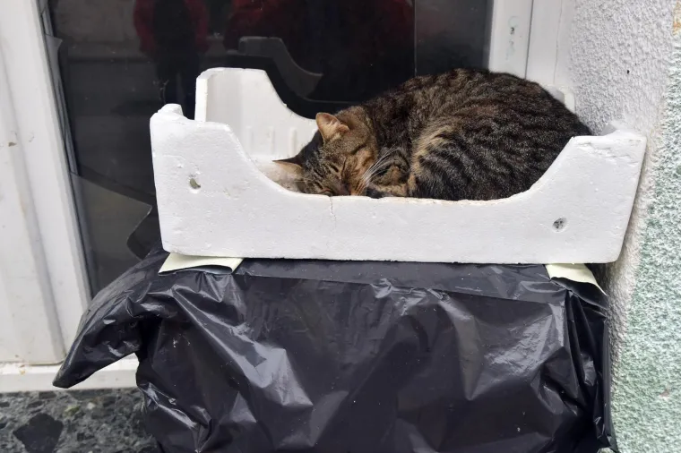 Omiljena mačka lutalica dobila poseban smje&scaron;taj za hladne zimske dane. I sviđa joj se!