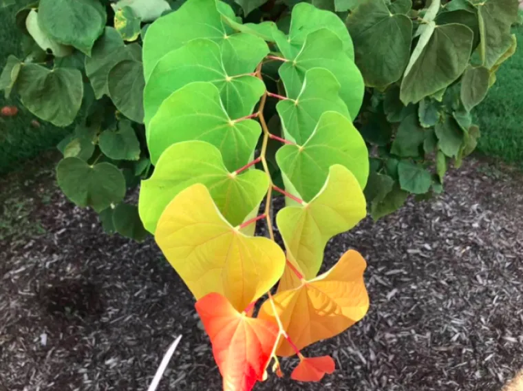 Kako je ovo moguće? 12 fotografija za koje nikad ne bi rekli da su stvarne (ali jesu)