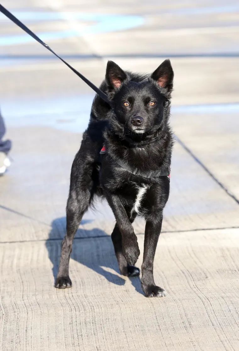 Hrvatski heroji vratili se iz Albanije: Nakon potresa spa&scaron;avali ljude iz ru&scaron;evina
