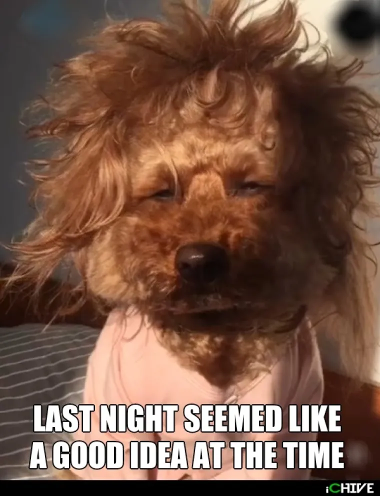 KAŽETE, DOBRO STE SE NAPILI SINOĆ? Ako ste se osramotili barem upola kao oni, svaka vam čast!