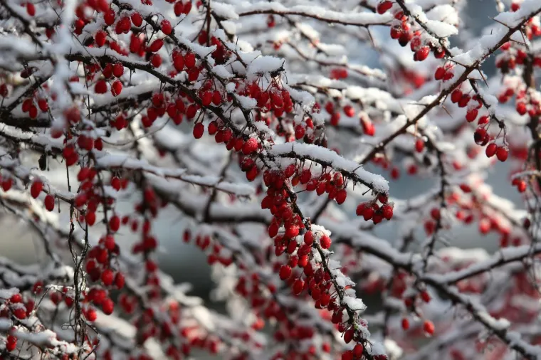 Gorski kotar zabijelio prvi ovogodi&scaron;nji snijeg: Zimske radosti mogu početi