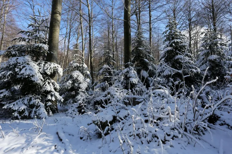 Gorski kotar zabijelio prvi ovogodi&scaron;nji snijeg: Zimske radosti mogu početi