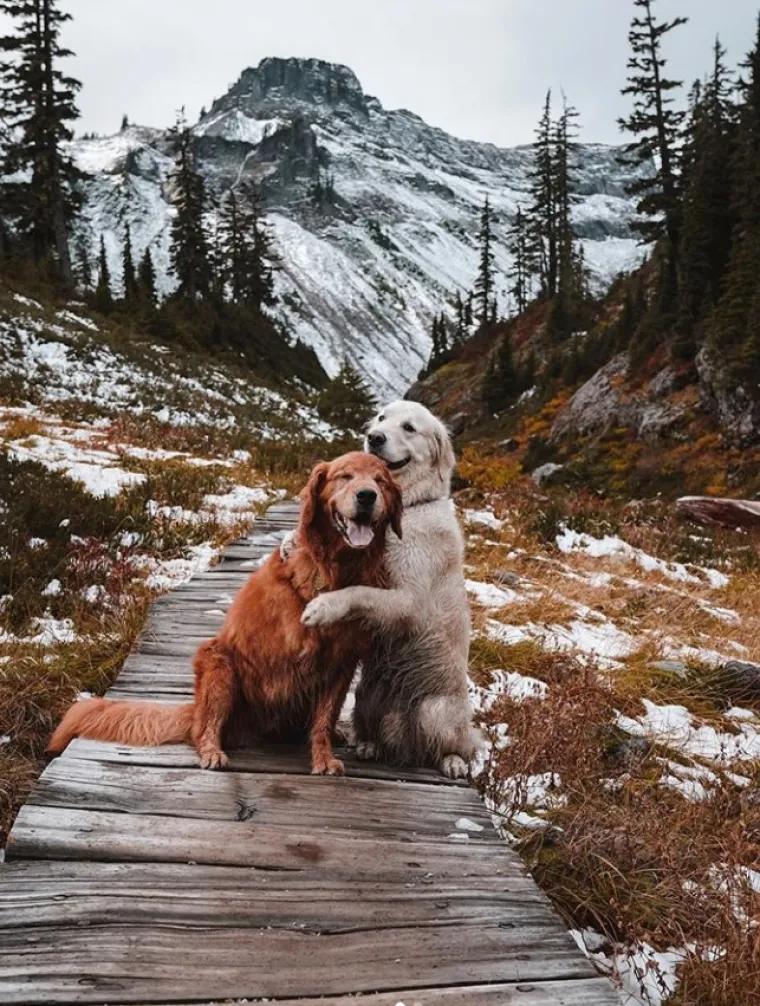 Tužno i predivno u isto vrijeme: Pas Kiko bori se s rakom, a brat ga mazi i pazi