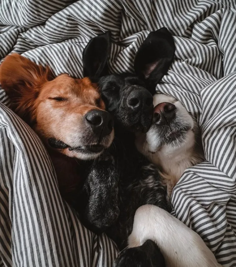 Tužno i predivno u isto vrijeme: Pas Kiko bori se s rakom, a brat ga mazi i pazi