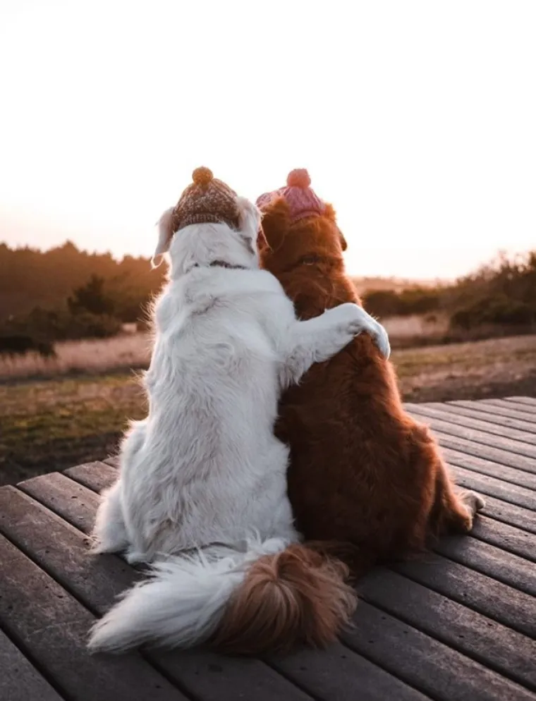 Tužno i predivno u isto vrijeme: Pas Kiko bori se s rakom, a brat ga mazi i pazi
