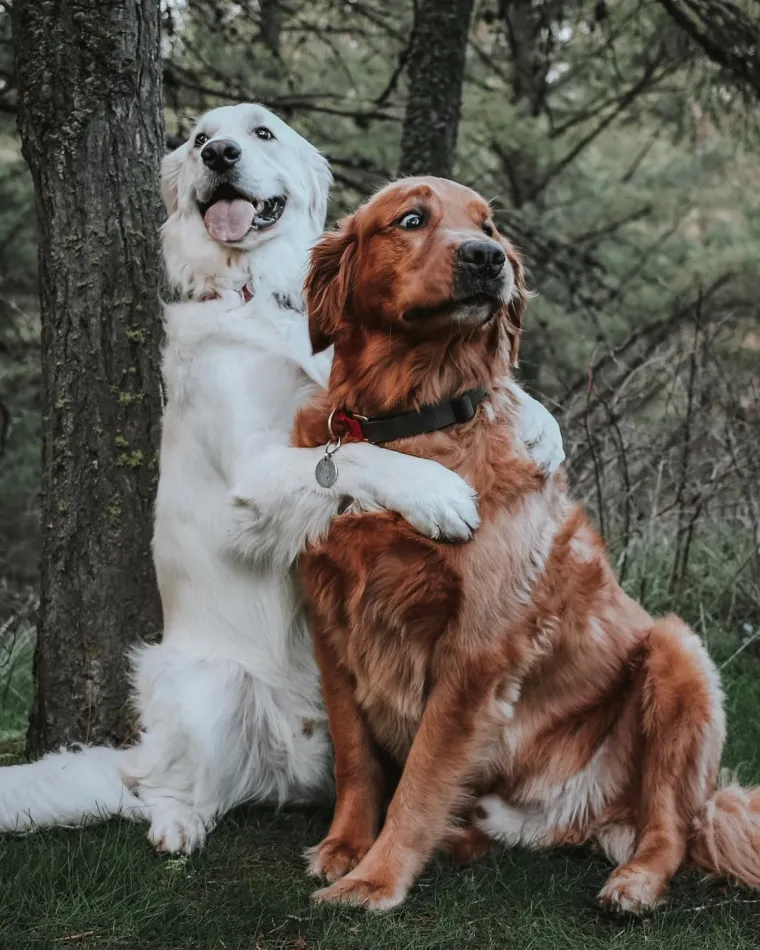 Tužno i predivno u isto vrijeme: Pas Kiko bori se s rakom, a brat ga mazi i pazi