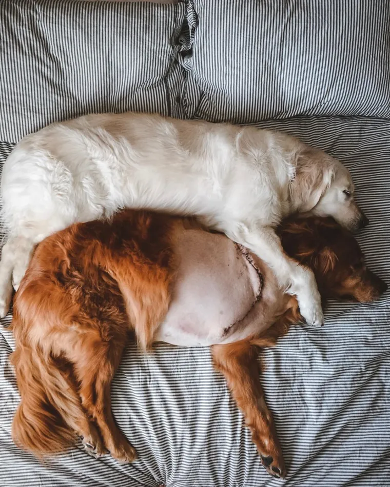 Tužno i predivno u isto vrijeme: Pas Kiko bori se s rakom, a brat ga mazi i pazi