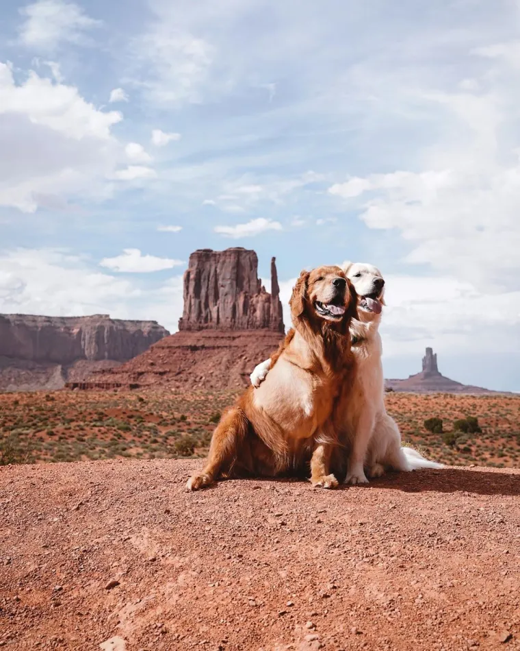 Tužno i predivno u isto vrijeme: Pas Kiko bori se s rakom, a brat ga mazi i pazi