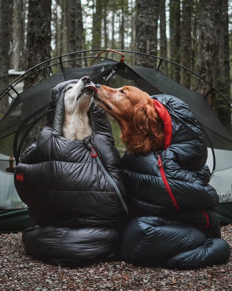 Tužno i predivno u isto vrijeme: Pas Kiko bori se s rakom, a brat ga mazi i pazi