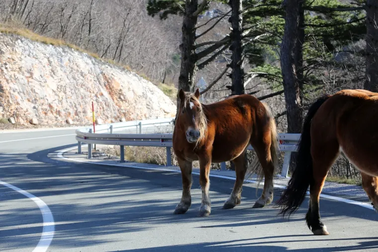 U Rijeci, konji bez nadzora lutaju prometnicom Kamenjak - Platak.