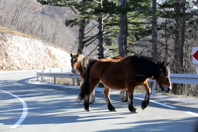 VOZAČI, BUDITE NA OPREZU, NE ŽELITE SE S NJIM SUDARITI: Dva konja bez nadzora lutaju cestom kod Rijeke