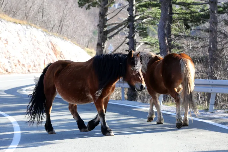 VOZAČI, BUDITE NA OPREZU, NE ŽELITE SE S NJIM SUDARITI: Dva konja bez nadzora lutaju cestom kod Rijeke