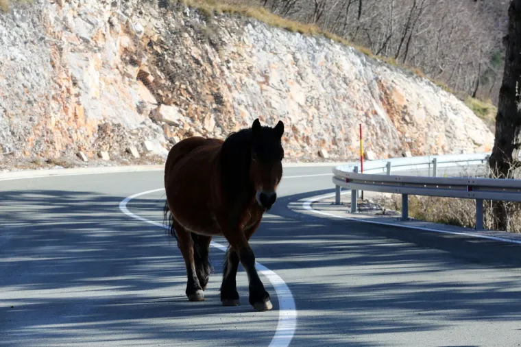 VOZAČI, BUDITE NA OPREZU, NE ŽELITE SE S NJIM SUDARITI: Dva konja bez nadzora lutaju cestom kod Rijeke