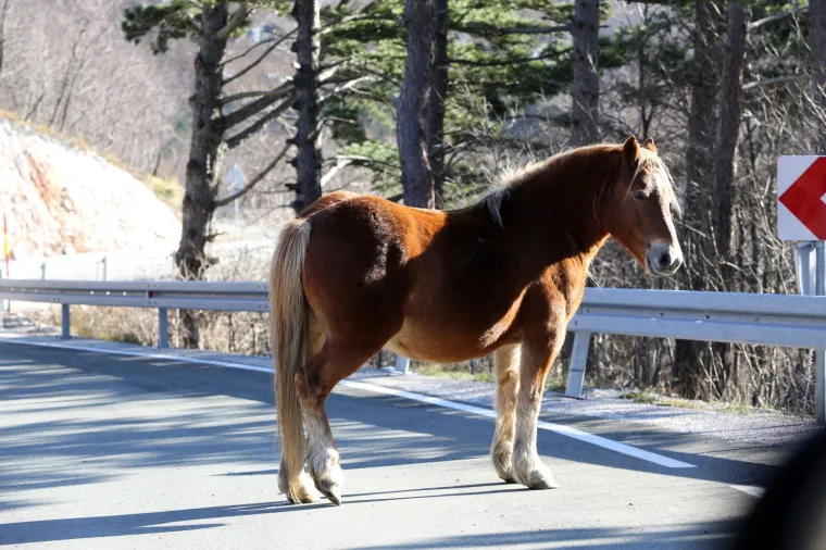 VOZAČI, BUDITE NA OPREZU, NE ŽELITE SE S NJIM SUDARITI: Dva konja bez nadzora lutaju cestom kod Rijeke
