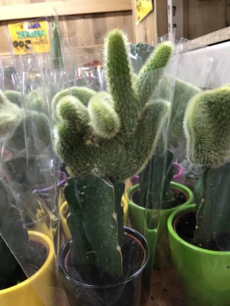 DOBRO POGLEDAJTE OVE FOTOGRAFIJE, NIJE SVE ONAKO KAKO SE ČINI: Možete li uočiti anomaliju na slikama?