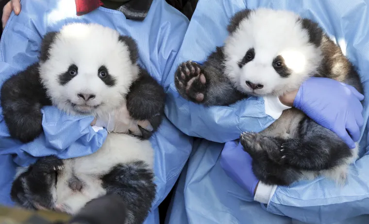 Pandice blizanci došli su na svijet u Berlinskom zoološkom vrtu, a sada su dobili i imena
