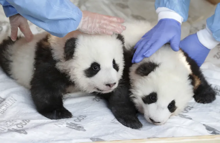 Pandice blizanci došli su na svijet u Berlinskom zoološkom vrtu, a sada su dobili i imena