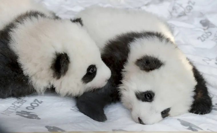 Pandice blizanci došli su na svijet u Berlinskom zoološkom vrtu, a sada su dobili i imena