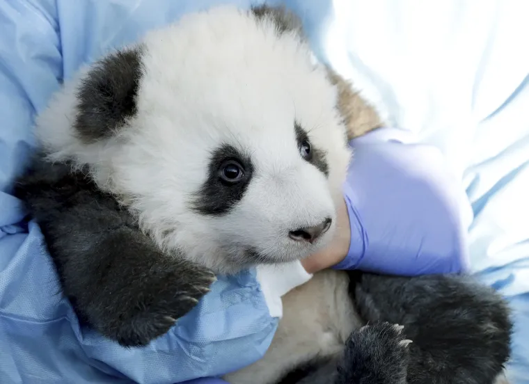 Pandice blizanci došli su na svijet u Berlinskom zoološkom vrtu, a sada su dobili i imena