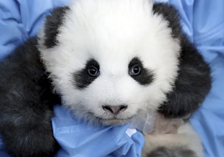 Pandice blizanci došli su na svijet u Berlinskom zoološkom vrtu, a sada su dobili i imena