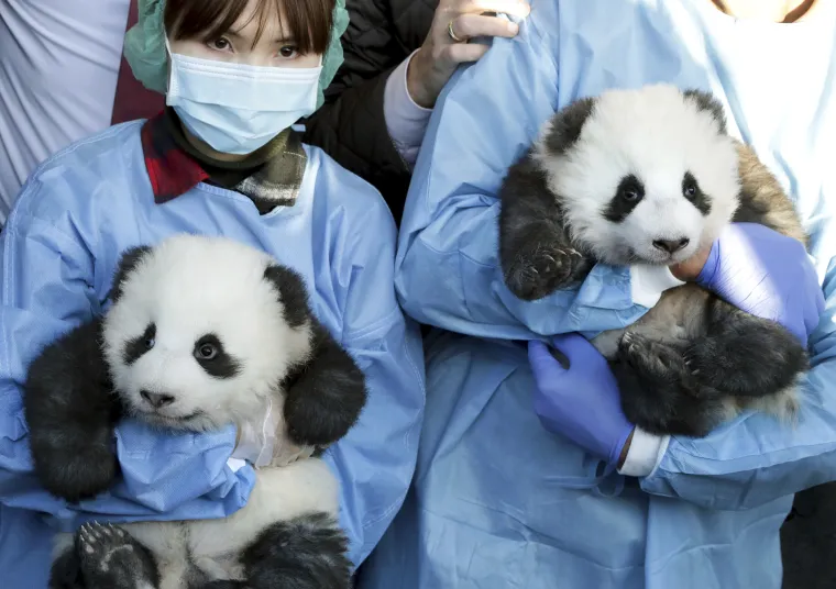 Pandice blizanci došli su na svijet u Berlinskom zoološkom vrtu, a sada su dobili i imena