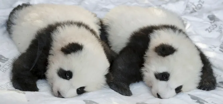 Pandice blizanci došli su na svijet u Berlinskom zoološkom vrtu, a sada su dobili i imena