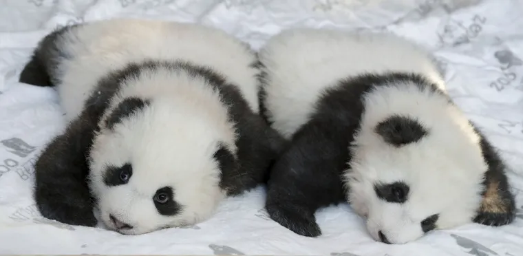 Pandice blizanci došli su na svijet u Berlinskom zoološkom vrtu, a sada su dobili i imena