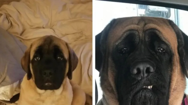 OVO SU NAJVEĆE PSEĆE TRANSFORMACIJE: Vlasnici pokazali koliko su se njihovi ljubimci promijenili u par godina