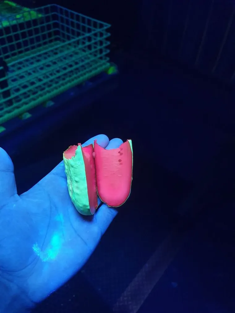 Ukiseljeni krastavac pod UV zračenjem