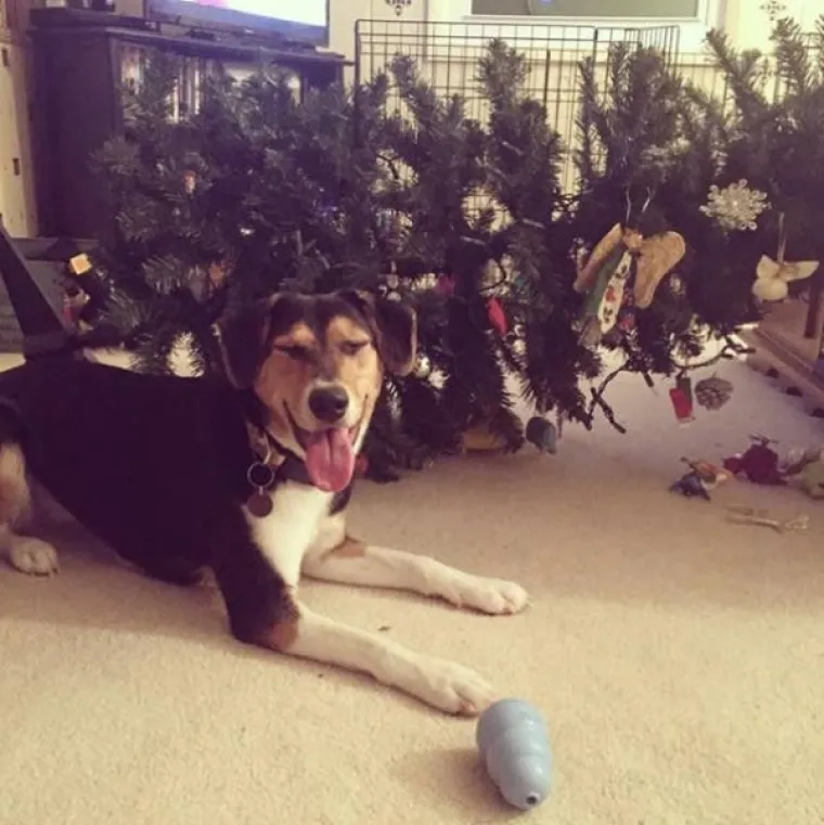 VRIJEME DARIVANJA I - URNEBESNIH FAILOVA: Od snježnih radosti, do ukra&scaron;avanja i kolača, sve &scaron;to je moglo, po&scaron;lo je po zlu