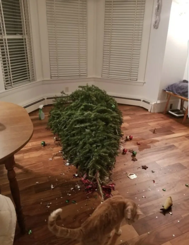 VRIJEME DARIVANJA I - URNEBESNIH FAILOVA: Od snježnih radosti, do ukra&scaron;avanja i kolača, sve &scaron;to je moglo, po&scaron;lo je po zlu