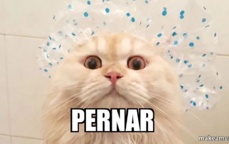 Kada bi predsjednički kandidati bili mačke - fotke koje su postale hit u sekundi