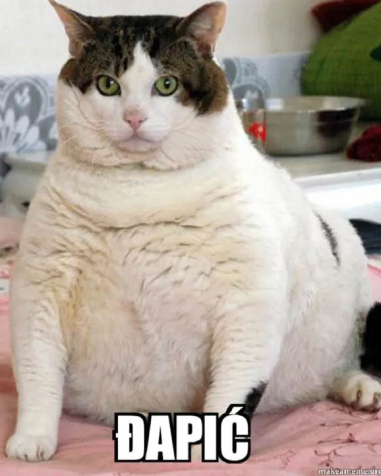 Kada bi predsjednički kandidati bili mačke - fotke koje su postale hit u sekundi