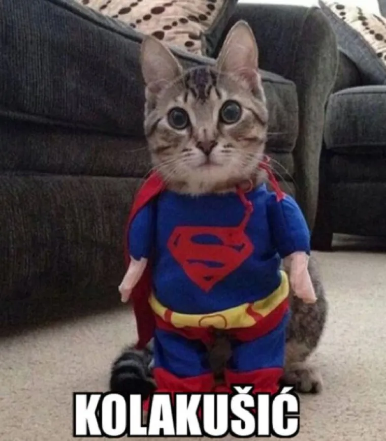 Kada bi predsjednički kandidati bili mačke - fotke koje su postale hit u sekundi