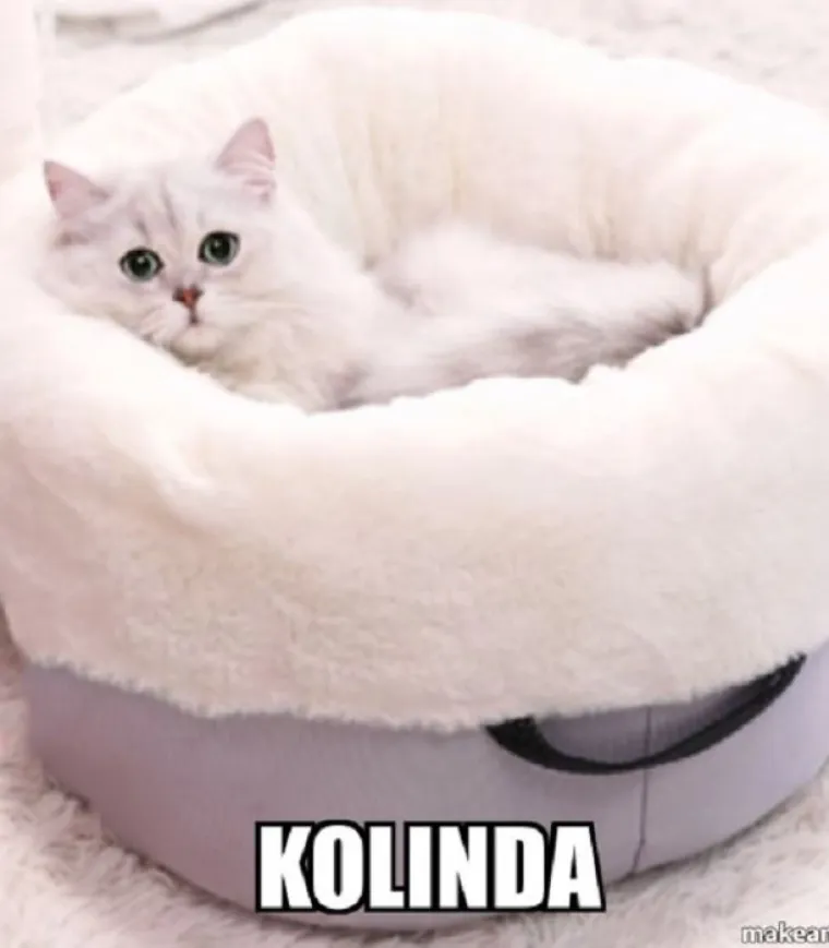 Kada bi predsjednički kandidati bili mačke - fotke koje su postale hit u sekundi