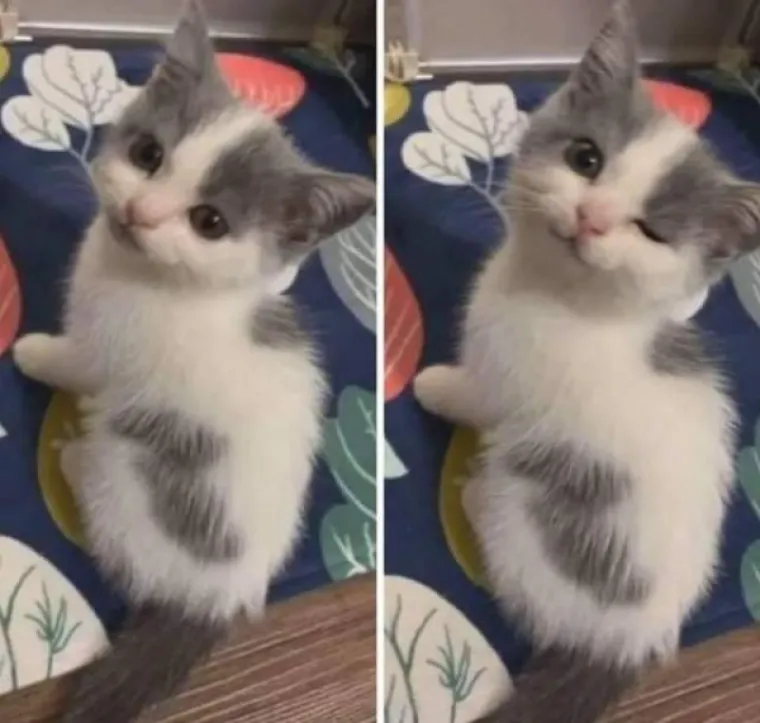 EVO KAKO IZGLEDA ČISTA SREĆA: Kad vam se smuči život od predizborne kampanje, ove 24 slike će vam ga uljep&scaron;ati