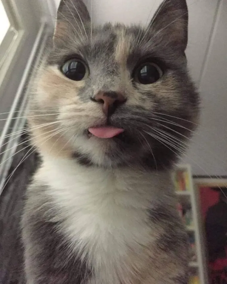 EVO KAKO IZGLEDA ČISTA SREĆA: Kad vam se smuči život od predizborne kampanje, ove 24 slike će vam ga uljep&scaron;ati